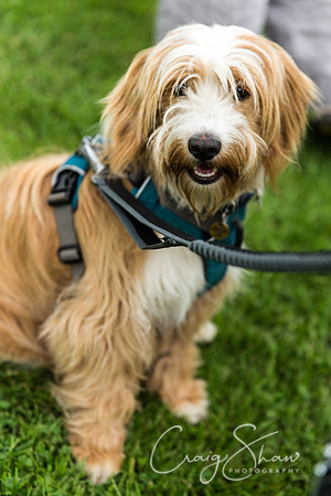 1092_HebdenHappyHounds2016_bluplanetphoto