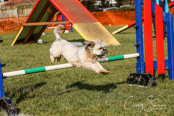 528_SpringersDogClub_FunDay_March2016_craigshaw