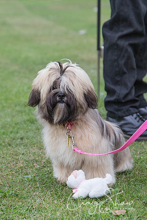 1820_HuddsBarkinthePark2013_bluplanetphoto__D8Q6759