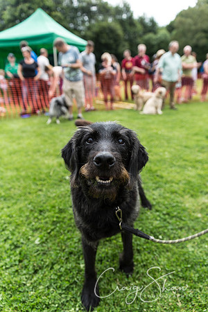 1187_HebdenHappyHounds2016_bluplanetphoto