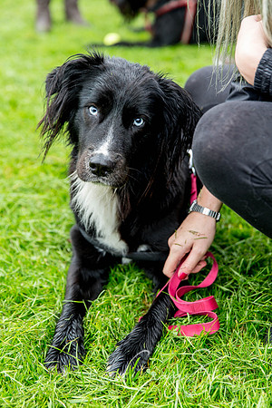 515_ShibdenDogDayRSPCAHx_bluplanetphoto