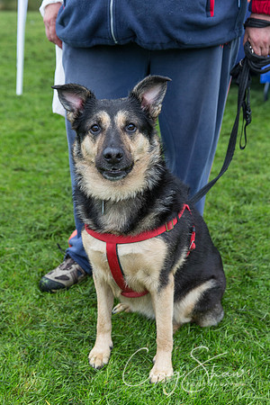 729_ShibdenDogDayRSPCAHx_bluplanetphoto