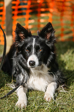502_SpringersDogClub_FunDay_March2016_craigshaw