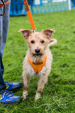1636_ShibdenDogDayRSPCAHx_bluplanetphoto