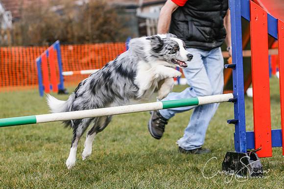 651_SpringersDogClub_FunDay_March2016_craigshaw