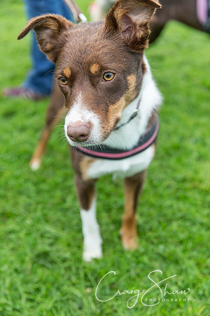 557_ShibdenDogDayRSPCAHx_bluplanetphoto