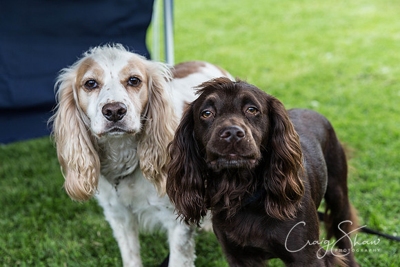 434_HebdenHappyHounds2016_bluplanetphoto