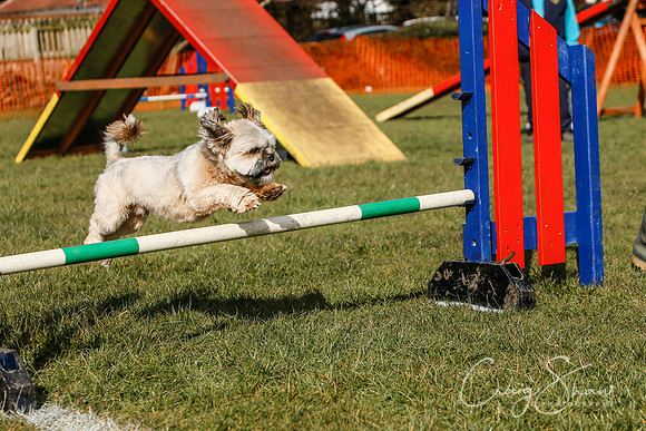 527_SpringersDogClub_FunDay_March2016_craigshaw