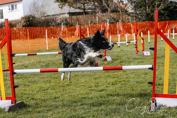 768_SpringersDogClub_FunDay_March2016_craigshaw