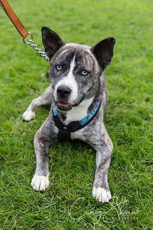 930_ShibdenDogDayRSPCAHx_bluplanetphoto