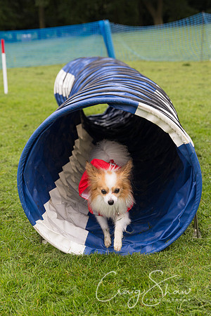 806_ShibdenDogDayRSPCAHx_bluplanetphoto