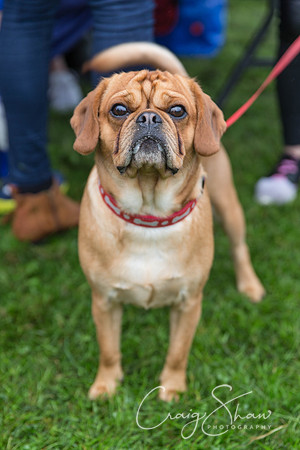345_ShibdenDogDayRSPCAHx_bluplanetphoto