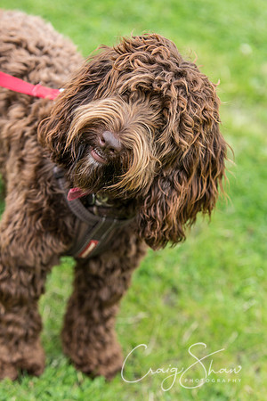 1306_HebdenHappyHounds2016_bluplanetphoto