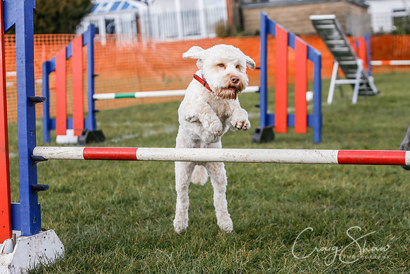 543_SpringersDogClub_FunDay_March2016_craigshaw