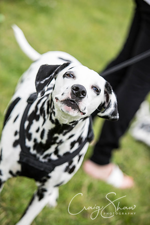 221_WJsDogShow2016_bluplanetphoto