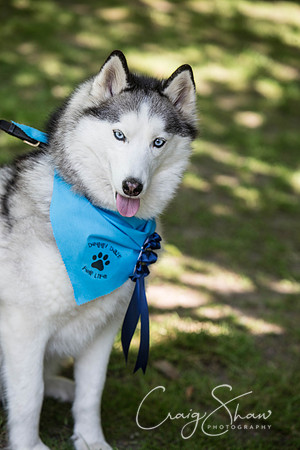 1037_DoggyDashHudds2016_craigshawphoto
