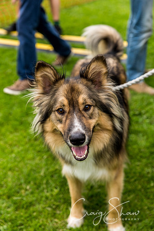 1479_HebdenHappyHounds2016_bluplanetphoto