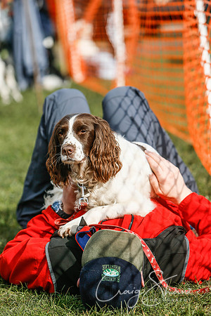 822_SpringersDogClub_FunDay_March2016_craigshaw