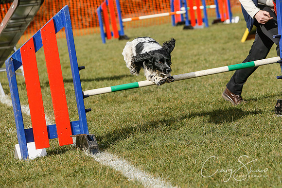 700_SpringersDogClub_FunDay_March2016_craigshaw
