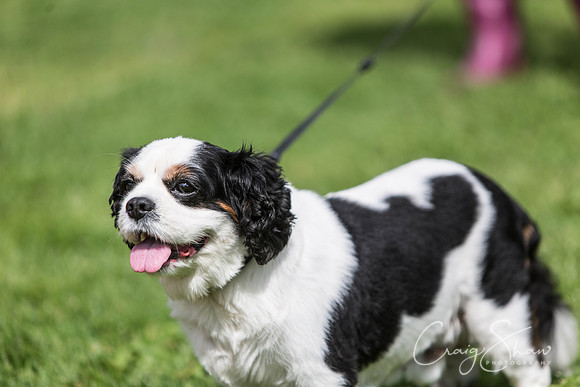 127_HebdenHappyHounds2016_bluplanetphoto