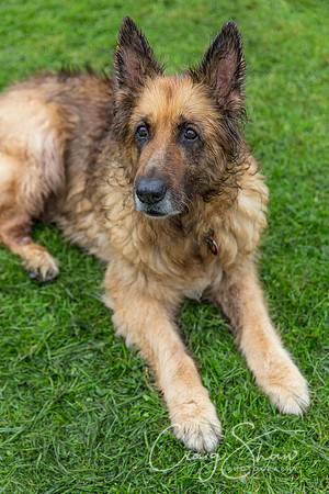 828_ShibdenDogDayRSPCAHx_bluplanetphoto