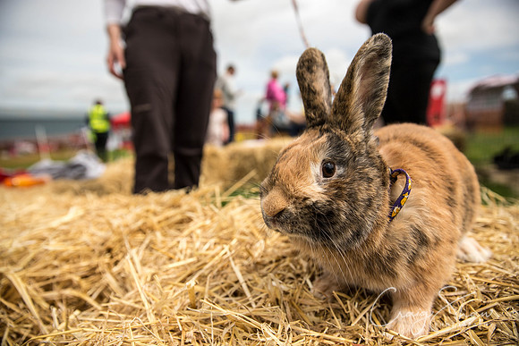 281_PAWS_FundayJuly2016_bluplanetphoto
