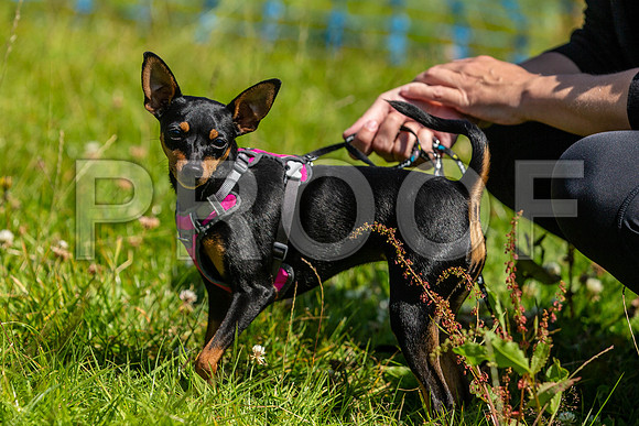1840__PAWSFundogShow_July2022_cshaw