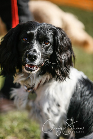 305_SpringersDogClub_FunDay_March2016_craigshaw