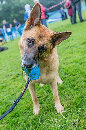 1486_ShibdenDogDayRSPCAHx_bluplanetphoto