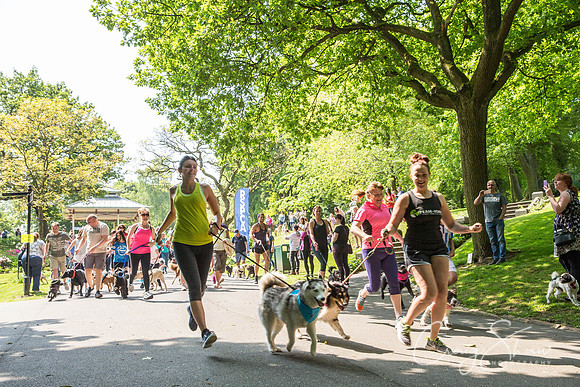 266_DoggyDashHudds2016_craigshawphoto