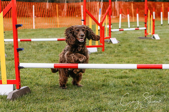 622_SpringersDogClub_FunDay_March2016_craigshaw