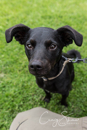 1578_HebdenHappyHounds2016_bluplanetphoto