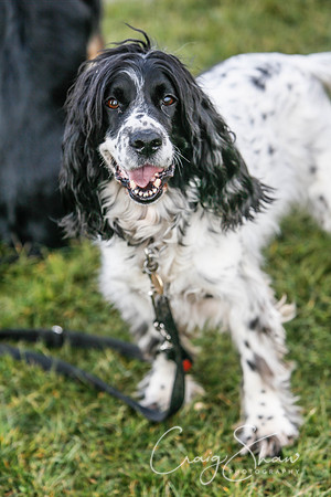 556_SpringersDogClub_FunDay_March2016_craigshaw