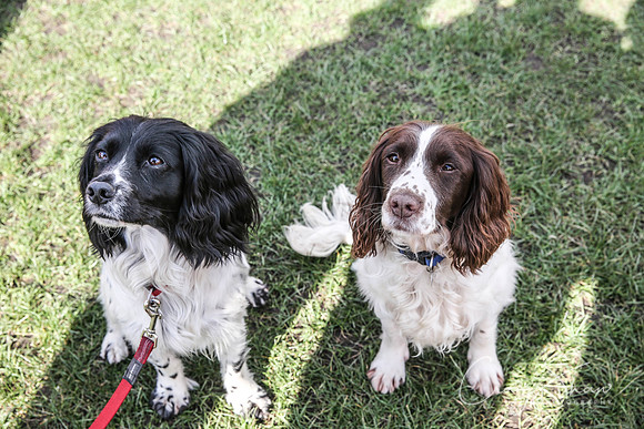 490_SpringersDogClub_FunDay_March2016_craigshaw