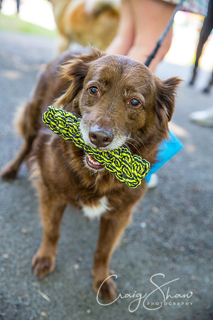 526_DoggyDashHudds2016_craigshawphoto