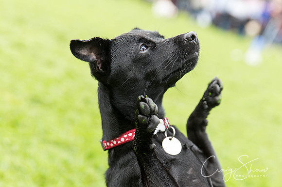 985_ShibdenDogDayRSPCAHx_bluplanetphoto