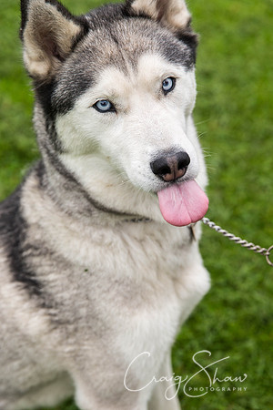 480_ShibdenDogDayRSPCAHx_bluplanetphoto