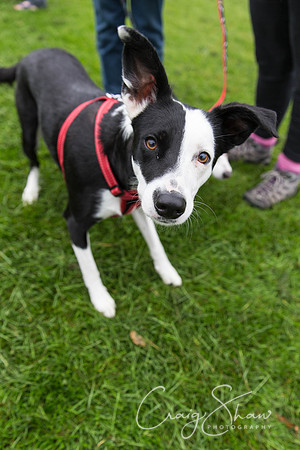 341_ShibdenDogDayRSPCAHx_bluplanetphoto