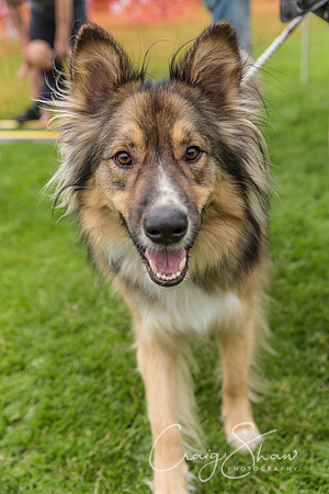 1482_HebdenHappyHounds2016_bluplanetphoto