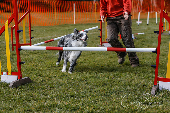 813_SpringersDogClub_FunDay_March2016_craigshaw