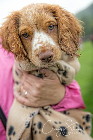 541_ShibdenDogDayRSPCAHx_bluplanetphoto