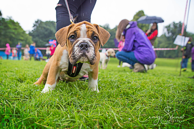 891_ShibdenDogDayRSPCAHx_bluplanetphoto