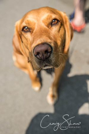 130_DoggyDashHudds2016_craigshawphoto