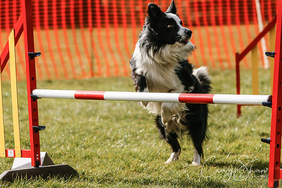 706_SpringersDogClub_FunDay_March2016_craigshaw