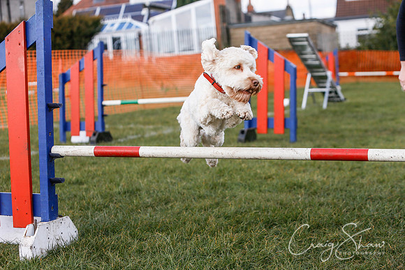 544_SpringersDogClub_FunDay_March2016_craigshaw