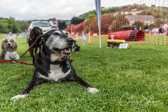 429_HebdenHappyHounds2016_bluplanetphoto