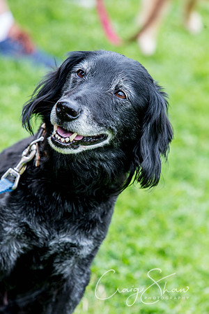 1526_HebdenHappyHounds2016_bluplanetphoto