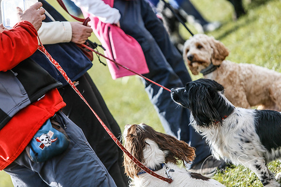 476_SpringersDogClub_FunDay_March2016_craigshaw