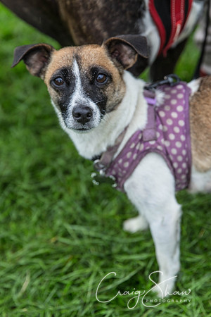 1133_ShibdenDogDayRSPCAHx_bluplanetphoto