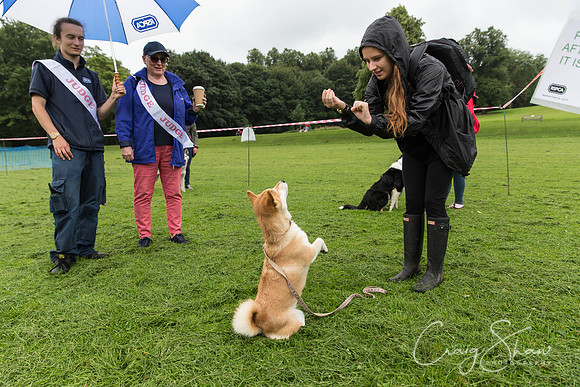 375_ShibdenDogDayRSPCAHx_bluplanetphoto